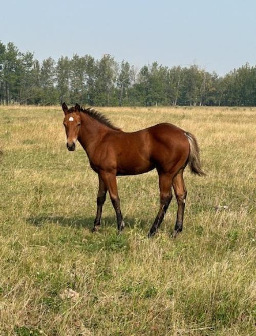 #06 Name Pending - 07 May 24, AQHA, Bay, Colt (Robins Cooke) X (Gold N Taffy)